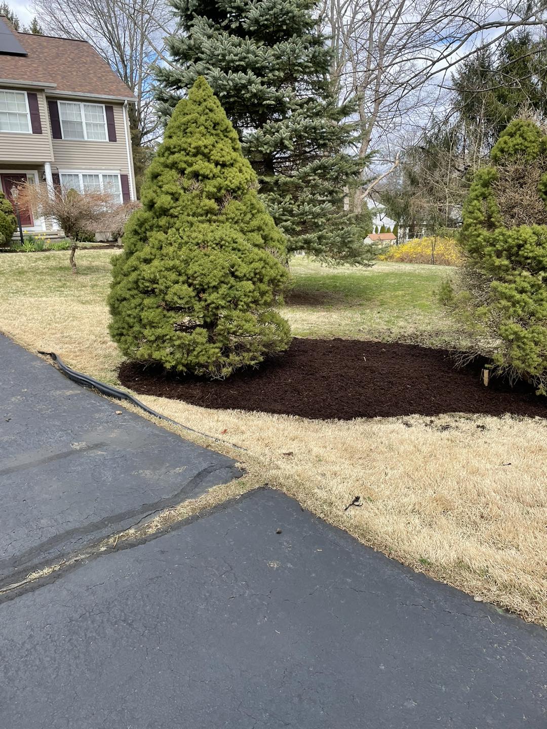 Professional tree trimming and removal