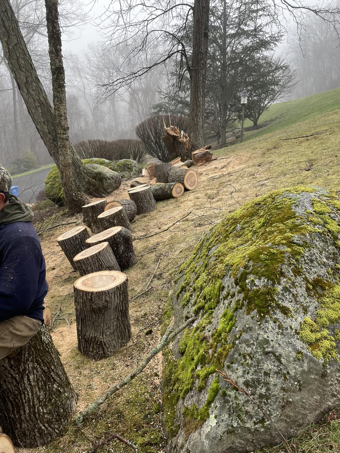 Tree and yard cleanup